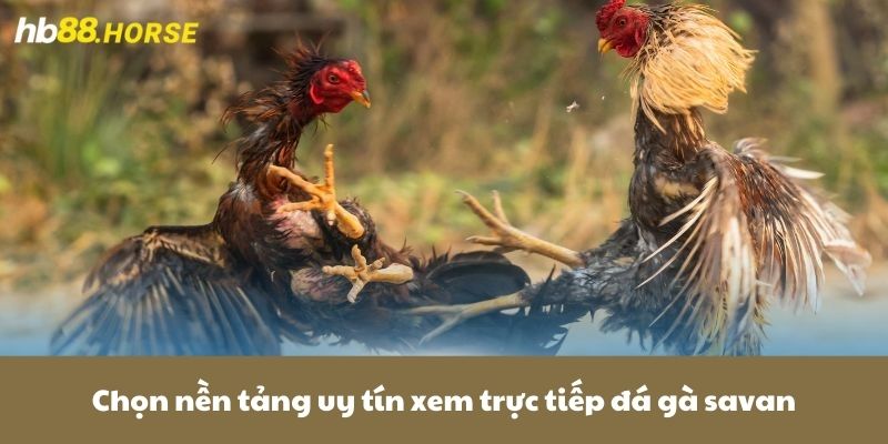 Chọn nền tảng uy tín xem trực tiếp đá gà savan