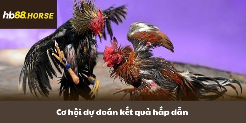 Cơ hội dự đoán kết quả hấp dẫn