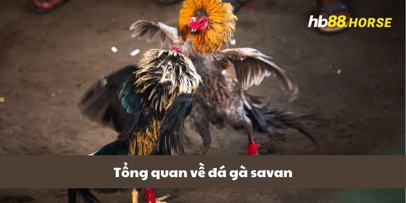 Tổng quan về đá gà savan