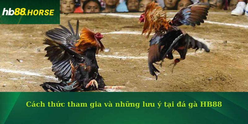 Cách thức tham gia và những lưu ý tại đá gà HB88
