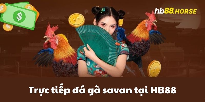 Trực Tiếp Đá Gà Savan - Sức Hút Của Bộ Môn Huyền Thoại